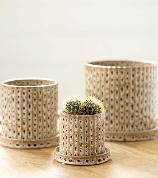 three spotty brown indoor house plant pots with matching saucers