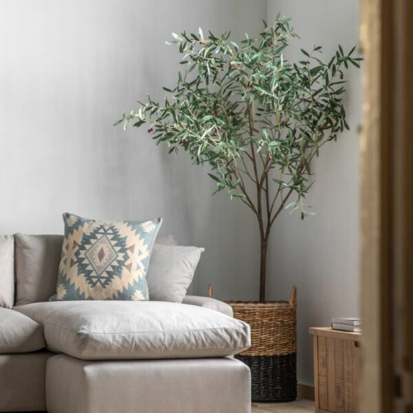 green olive tree large