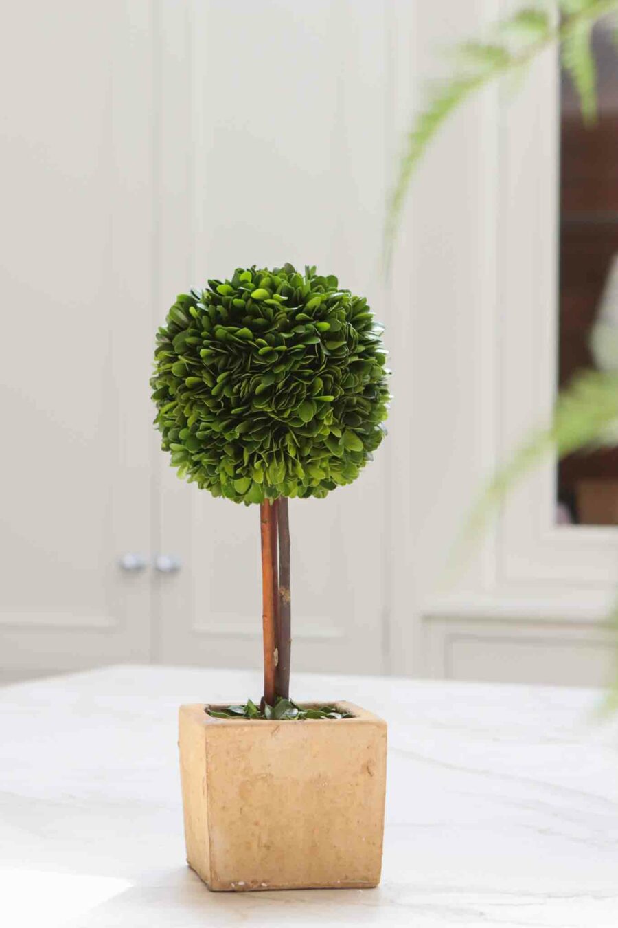 large terracotta square pot and topiary tree