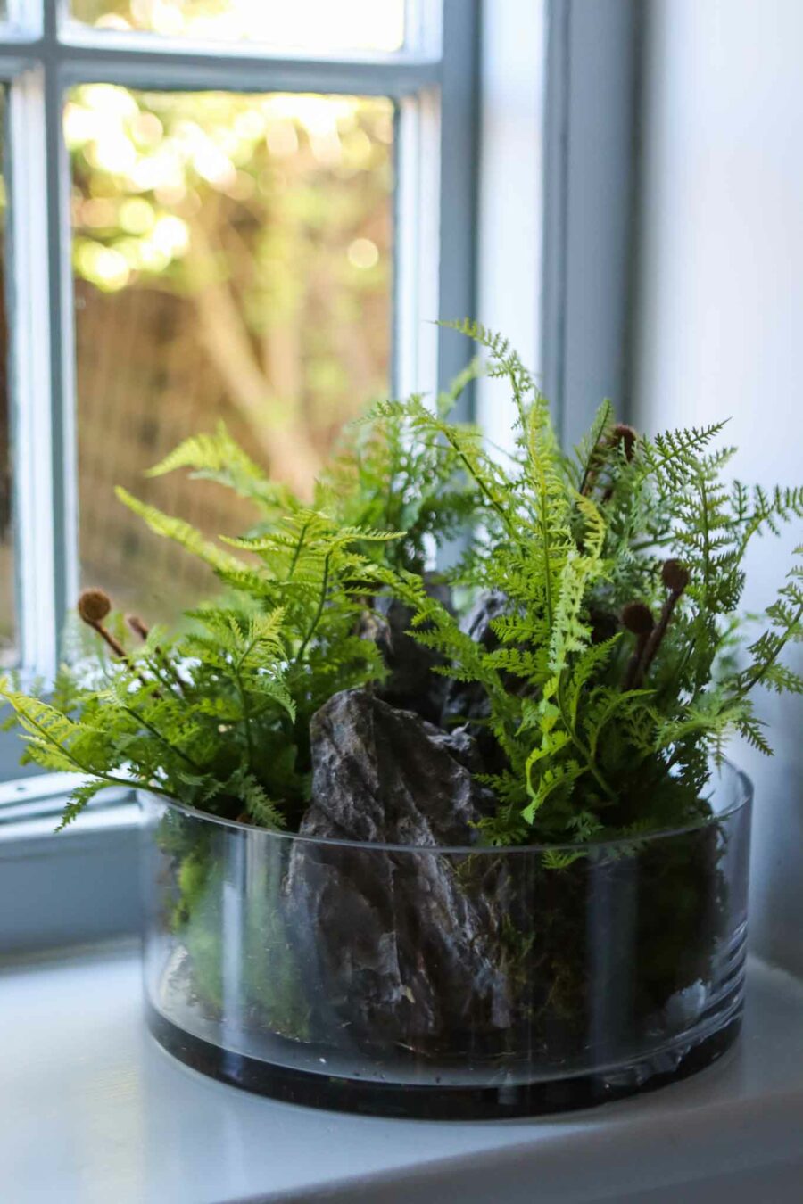 wolferton fern plant in glass bowl