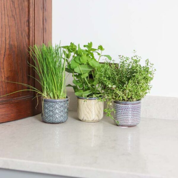 three round assorted house plant pots