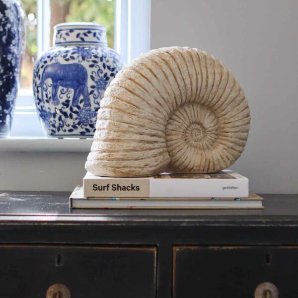 large ammonite shell decoration