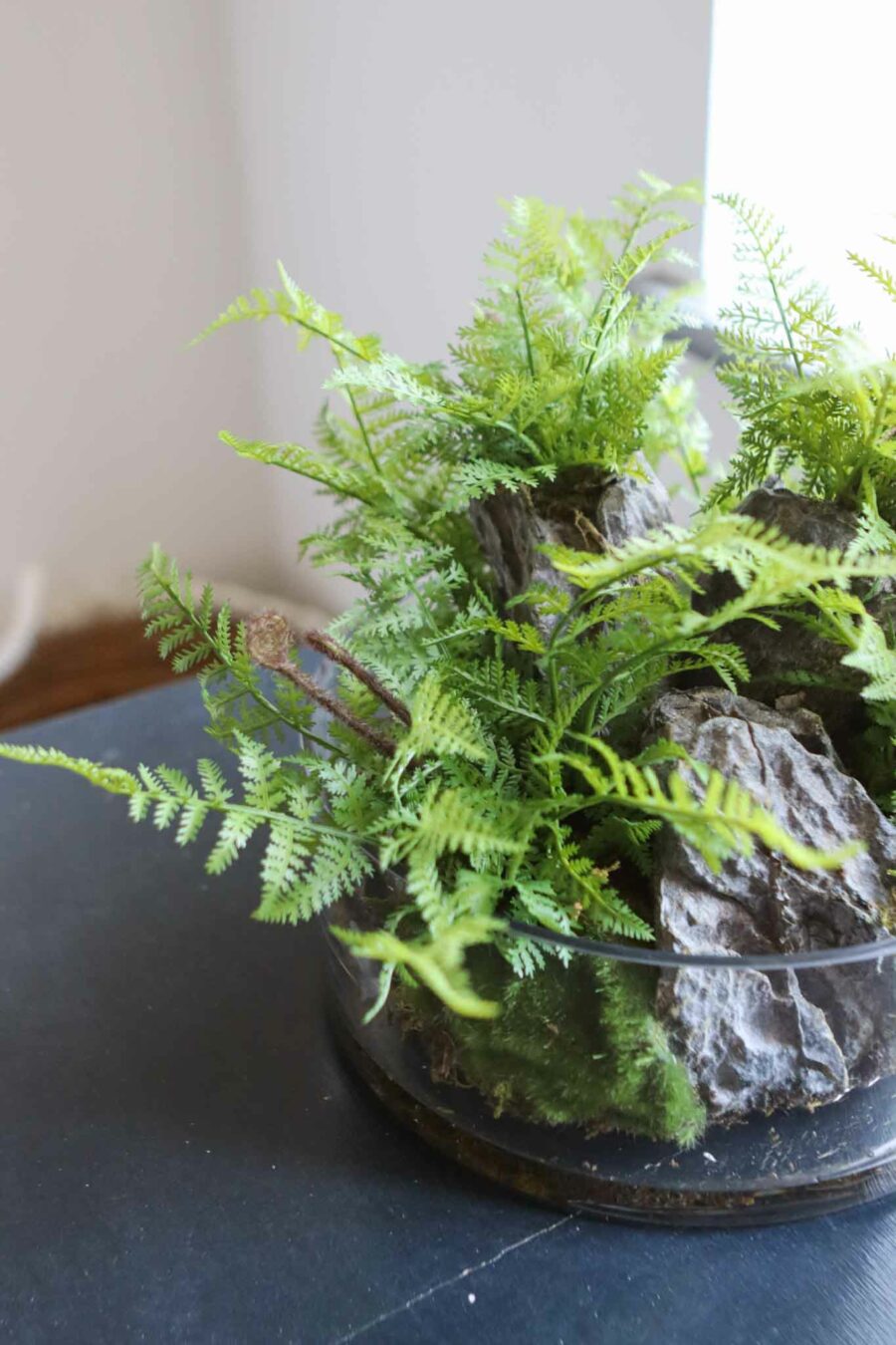 wolferton fern plant in glass bowl