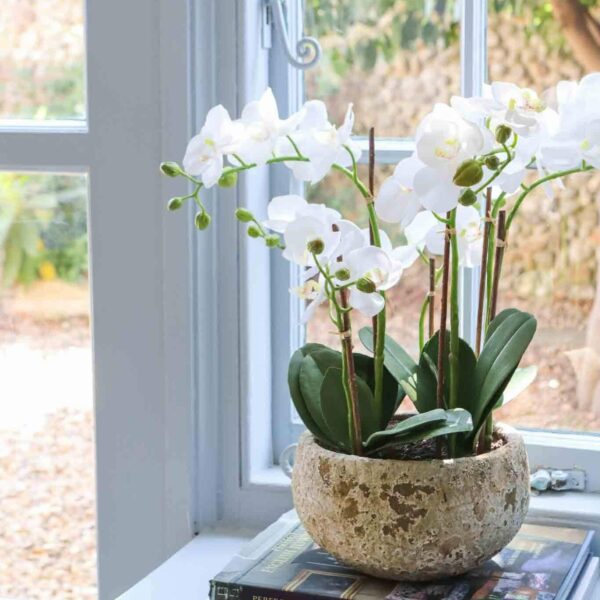 faux white orchid in clay pot medium