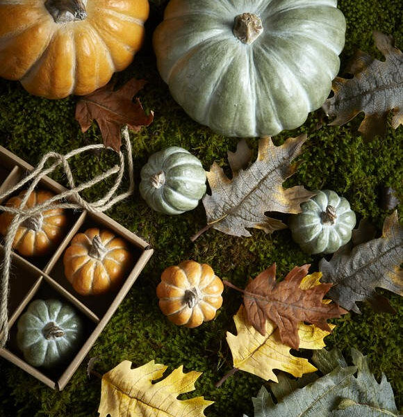 six small mixed pumpkins