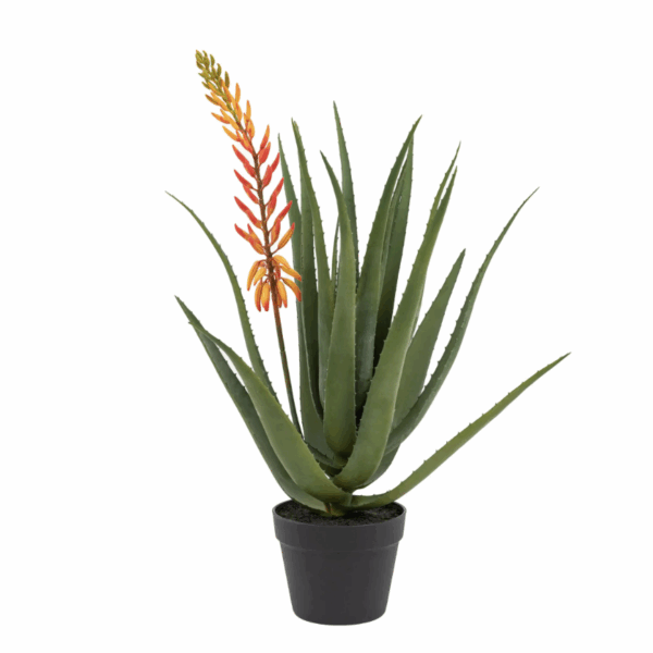 aloe potted plant with orange flower