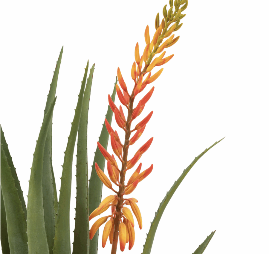 aloe potted plant with orange flower