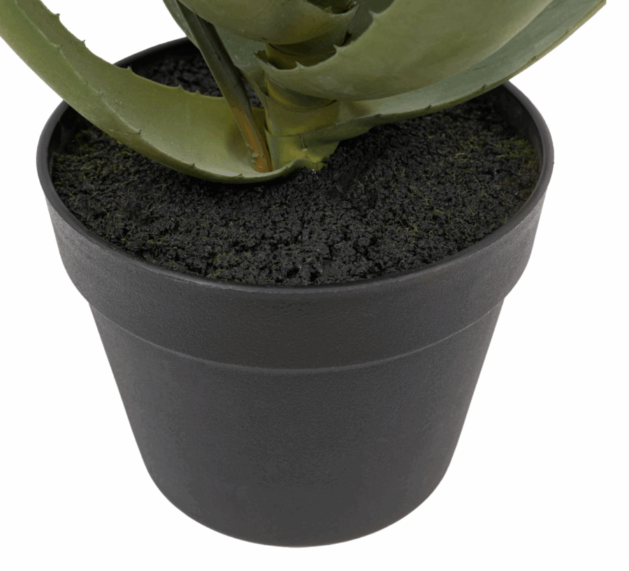 aloe potted plant with orange flower
