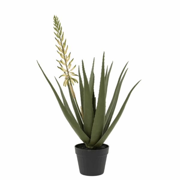 aloe potted plant with orange flower (copy)