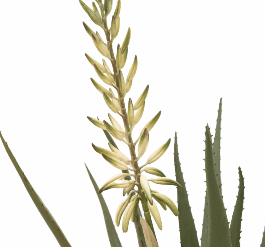 aloe potted plant with white flower