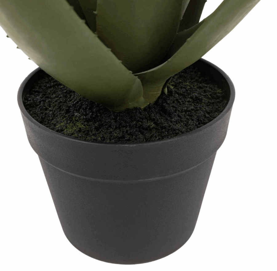 aloe potted plant with white flower