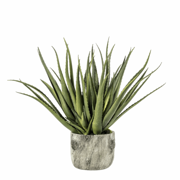 aloe with bark effect pot