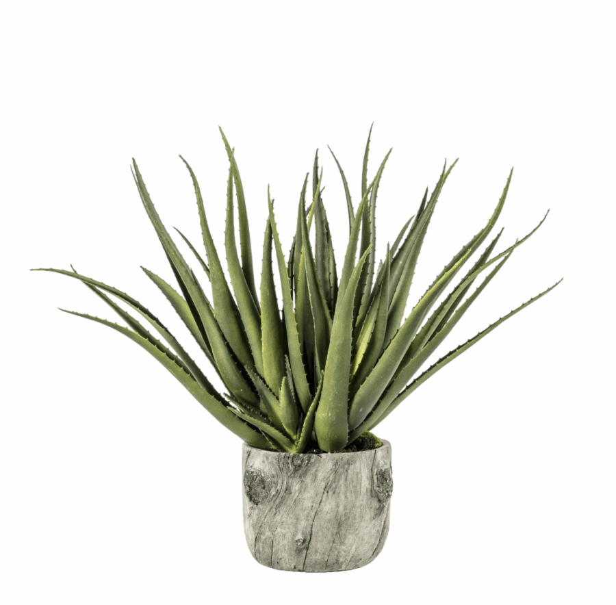 aloe with bark effect pot