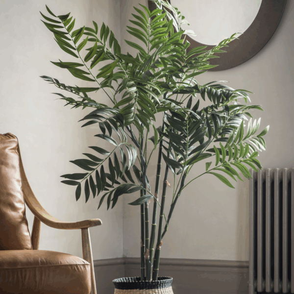 areca palm tree