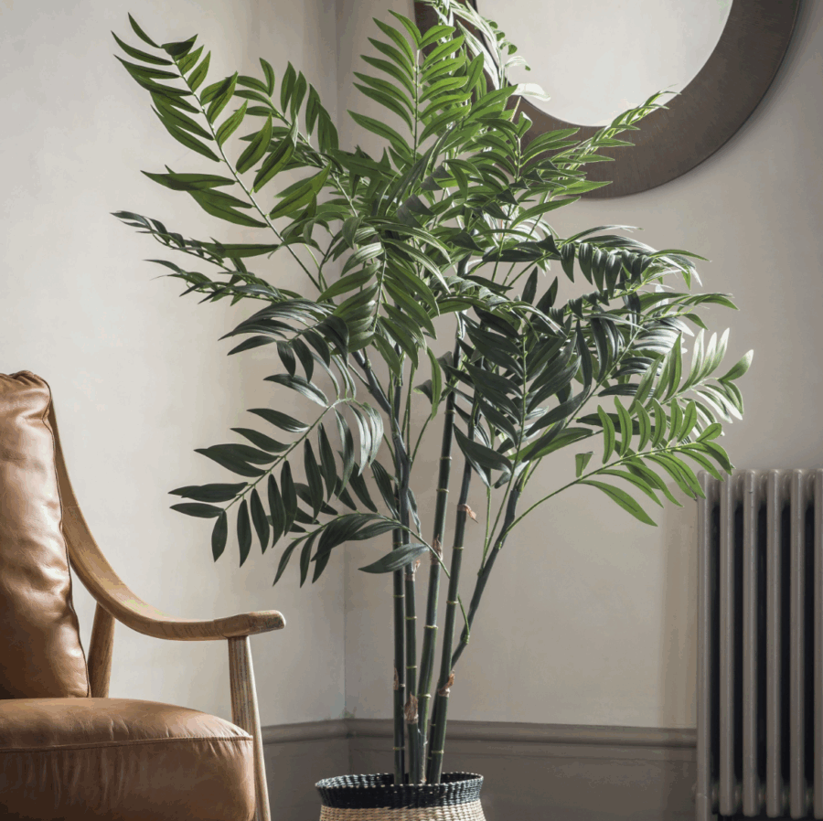 areca palm tree