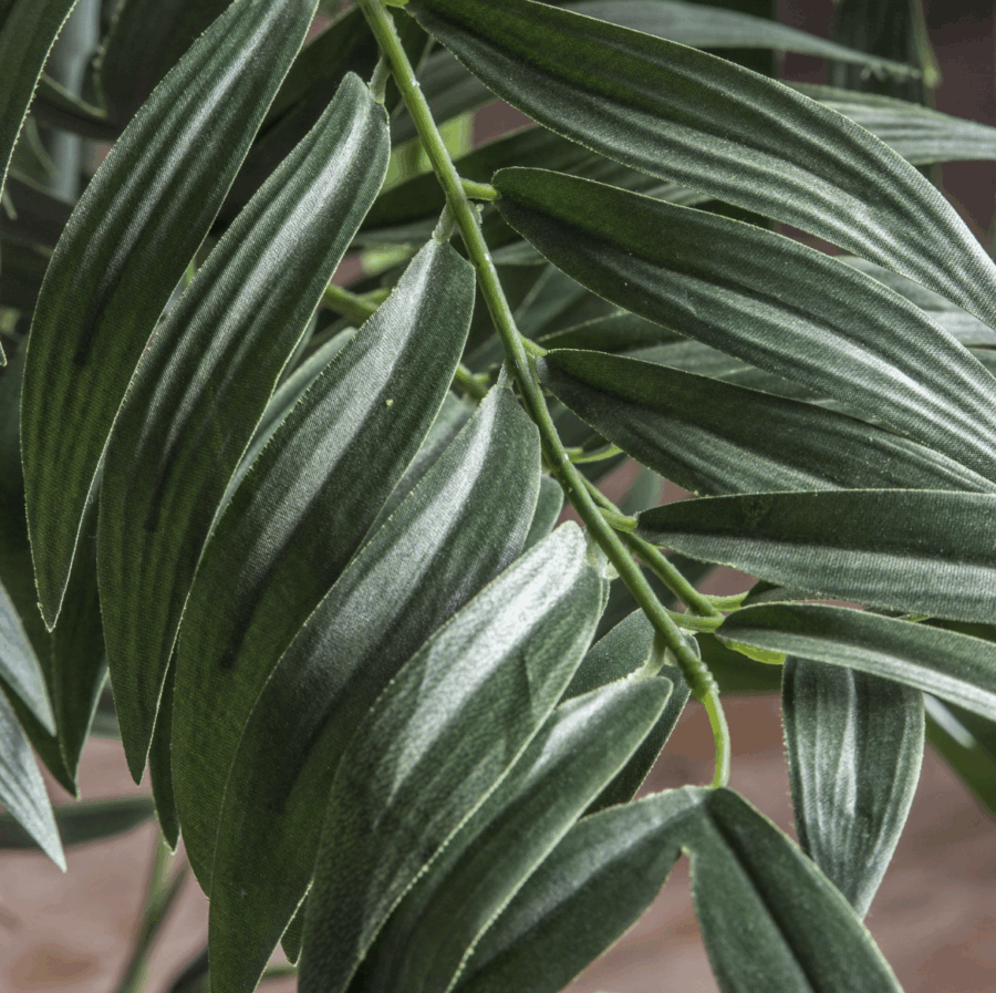 areca palm tree