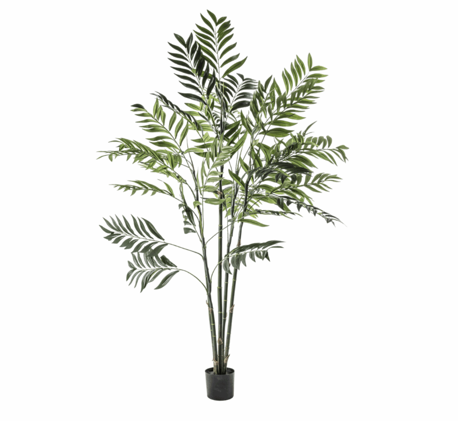 areca palm tree