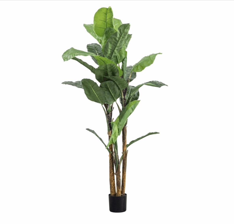 banana palm large