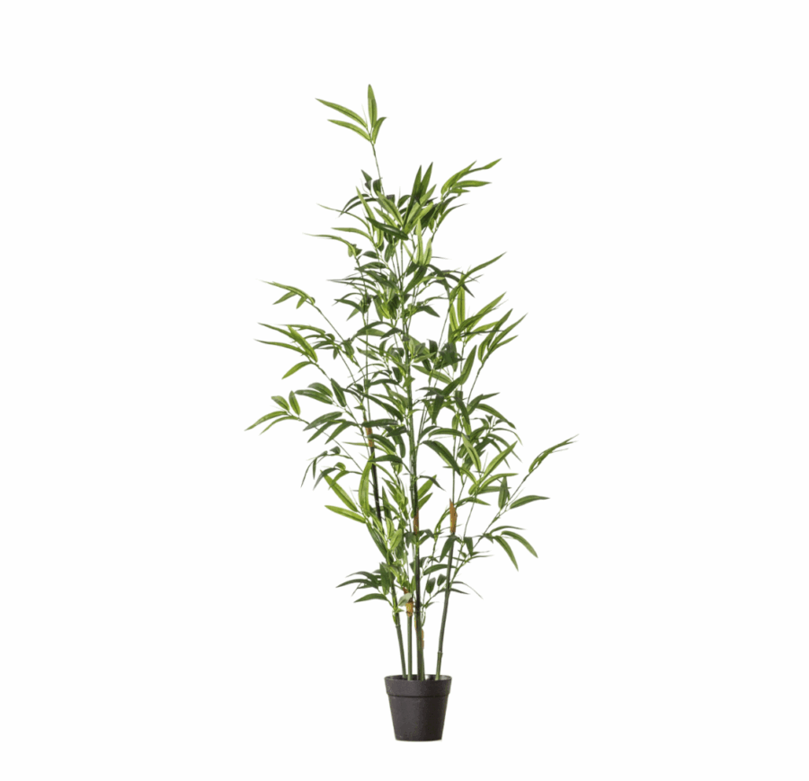 bamboo with leaves