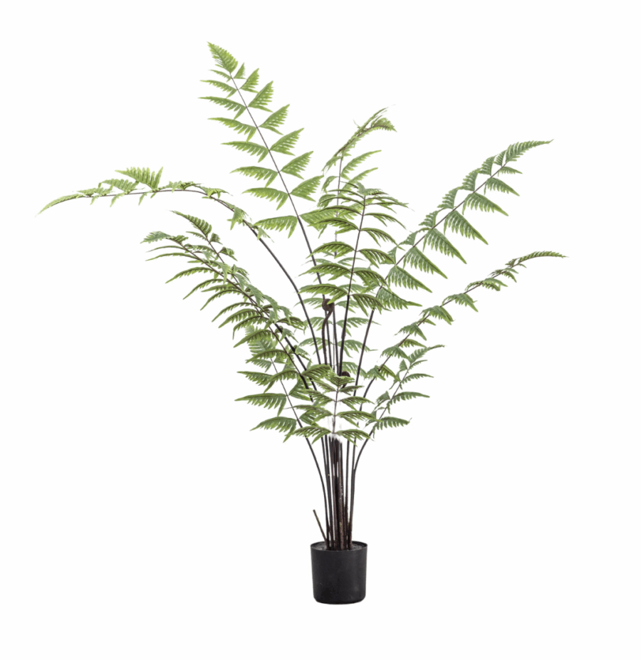 butterfly fern small
