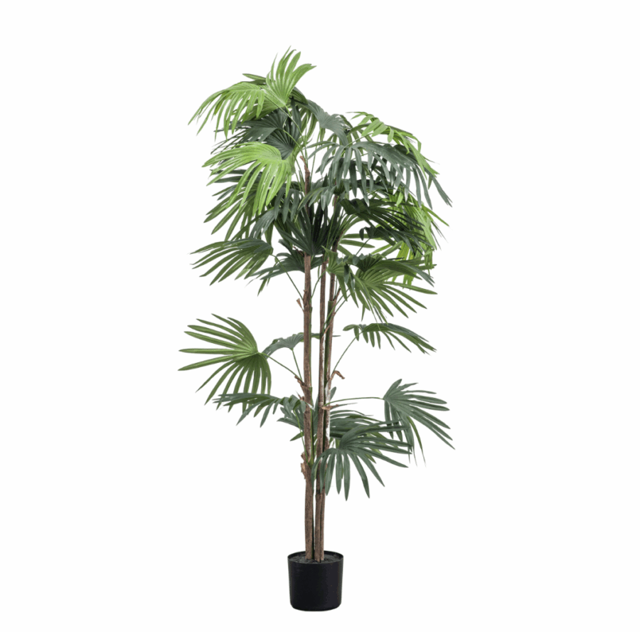 chinese fan palm