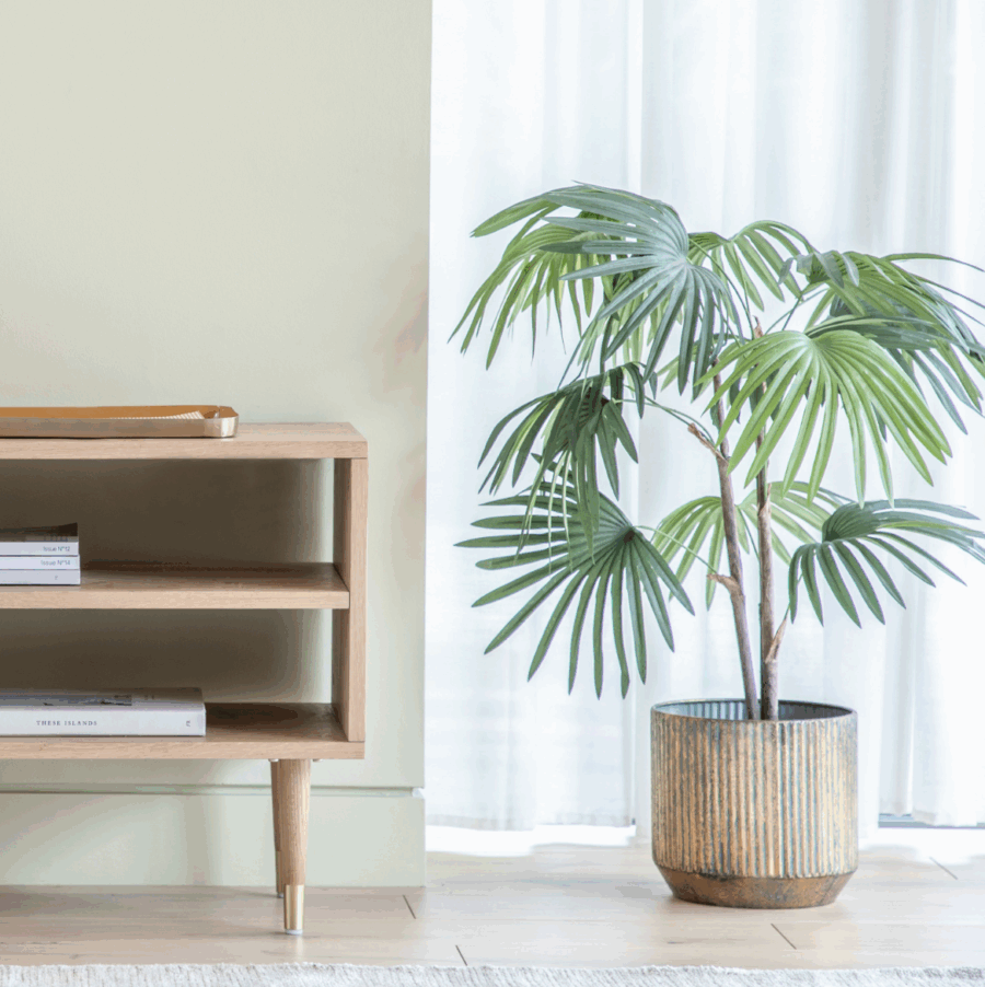 chinese fan palm small