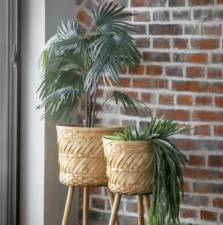 chinese fan palm small