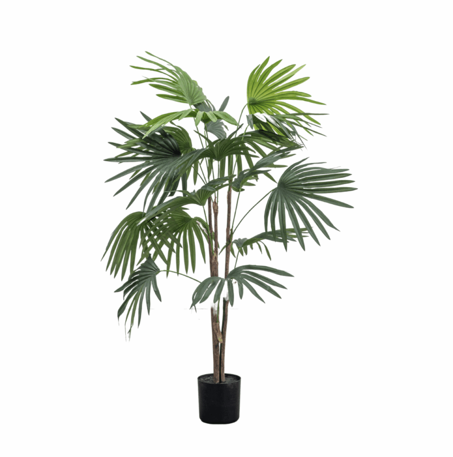 chinese fan palm small