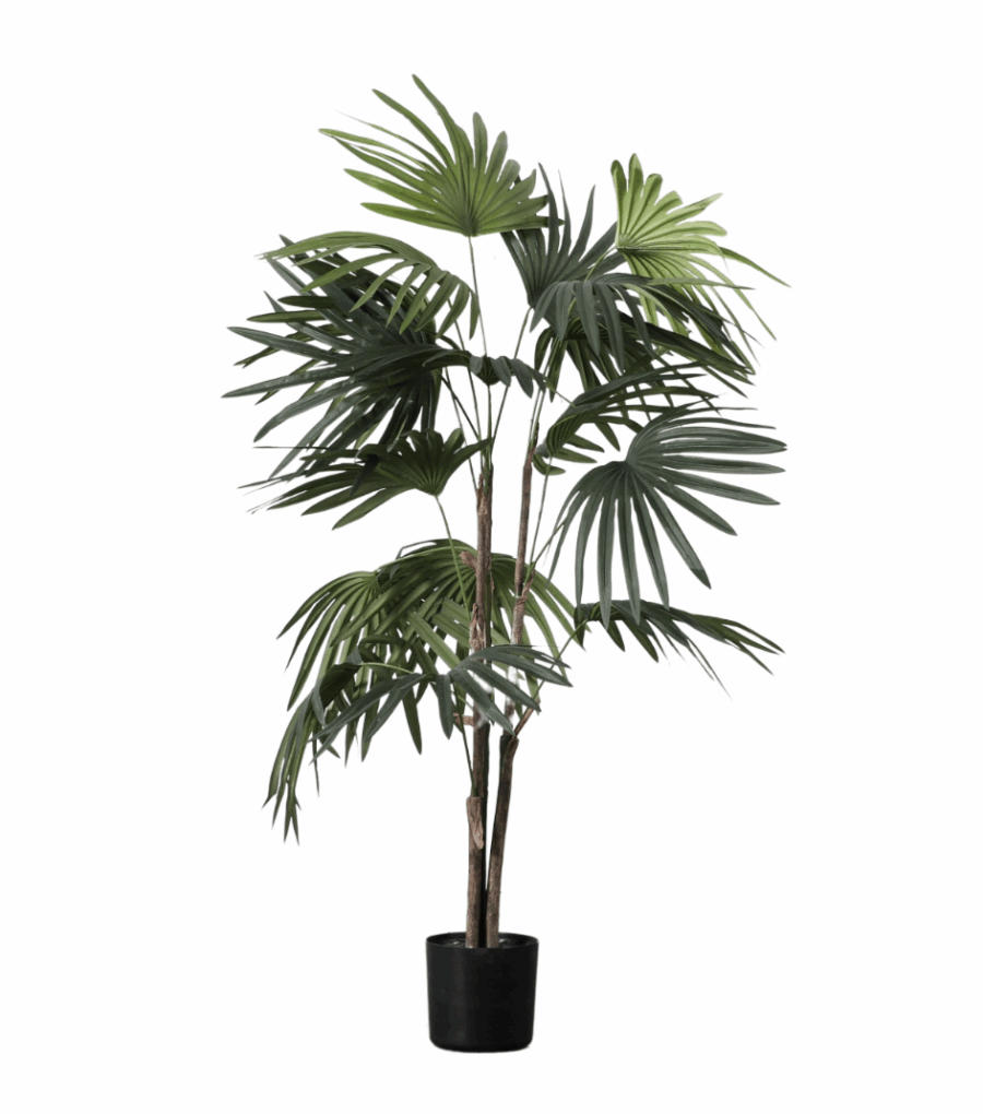 chinese fan palm small