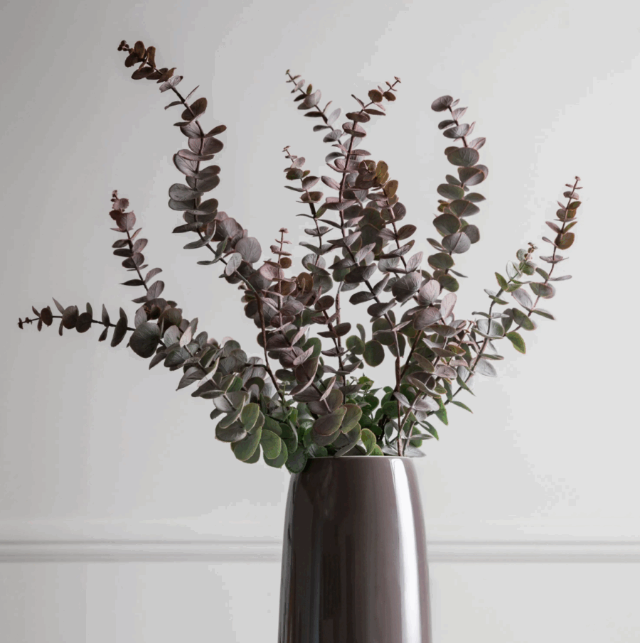 eucalyptus spray dusky damson 6 pack