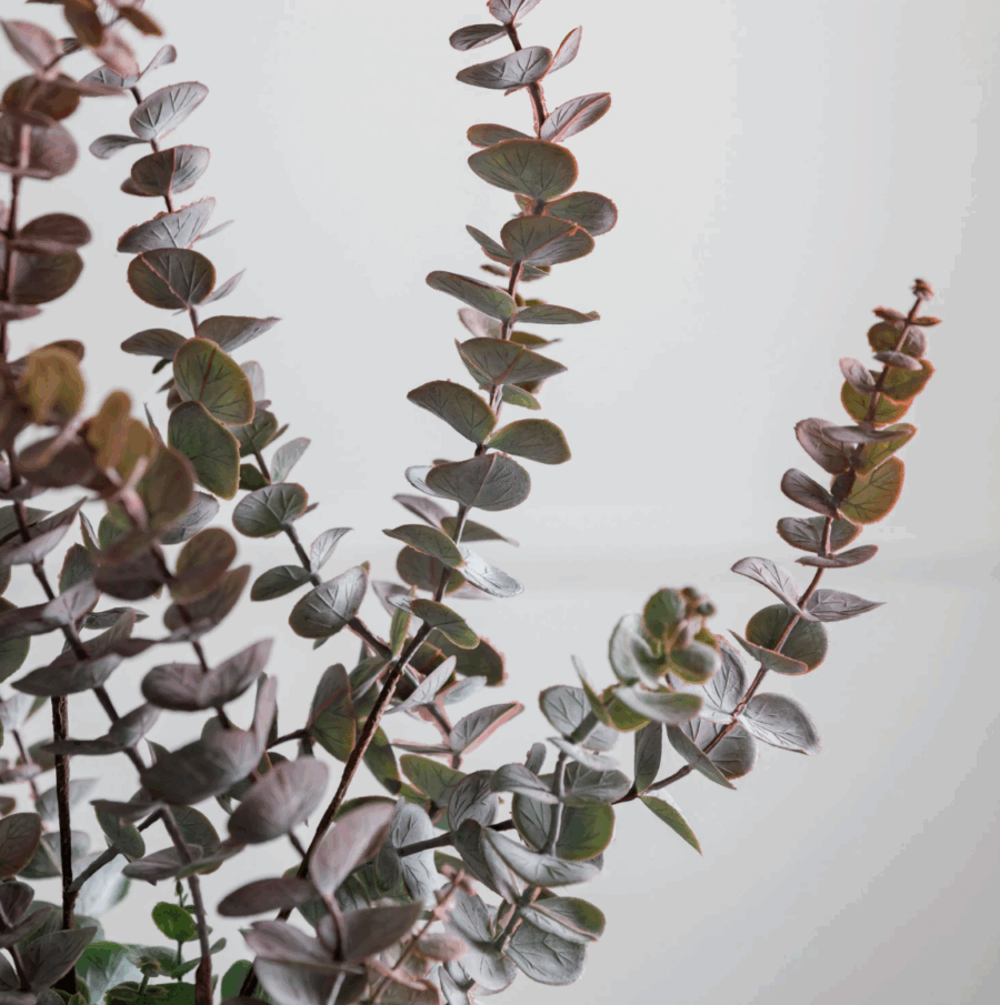 eucalyptus spray dusky damson 6 pack