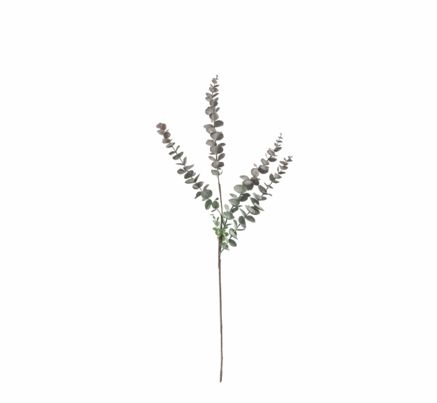 eucalyptus spray dusky damson 6 pack