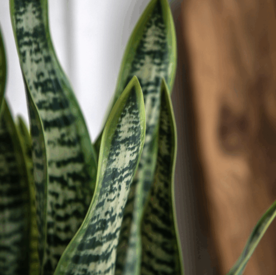faux snake plant in ceramic pot
