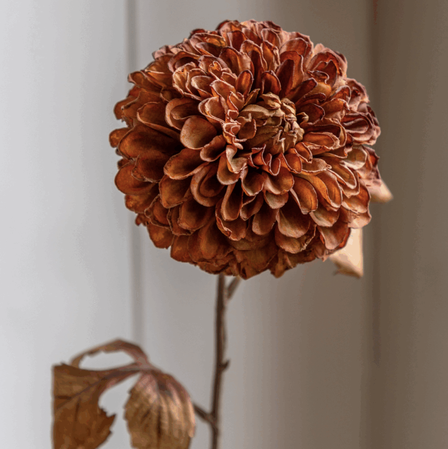faux stem dahlia 6 pack apricot (copy)