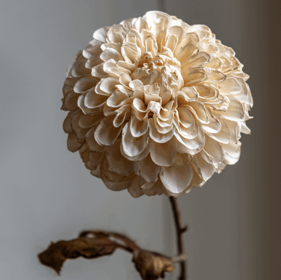 faux stem dahlia 6 pack pale ivory