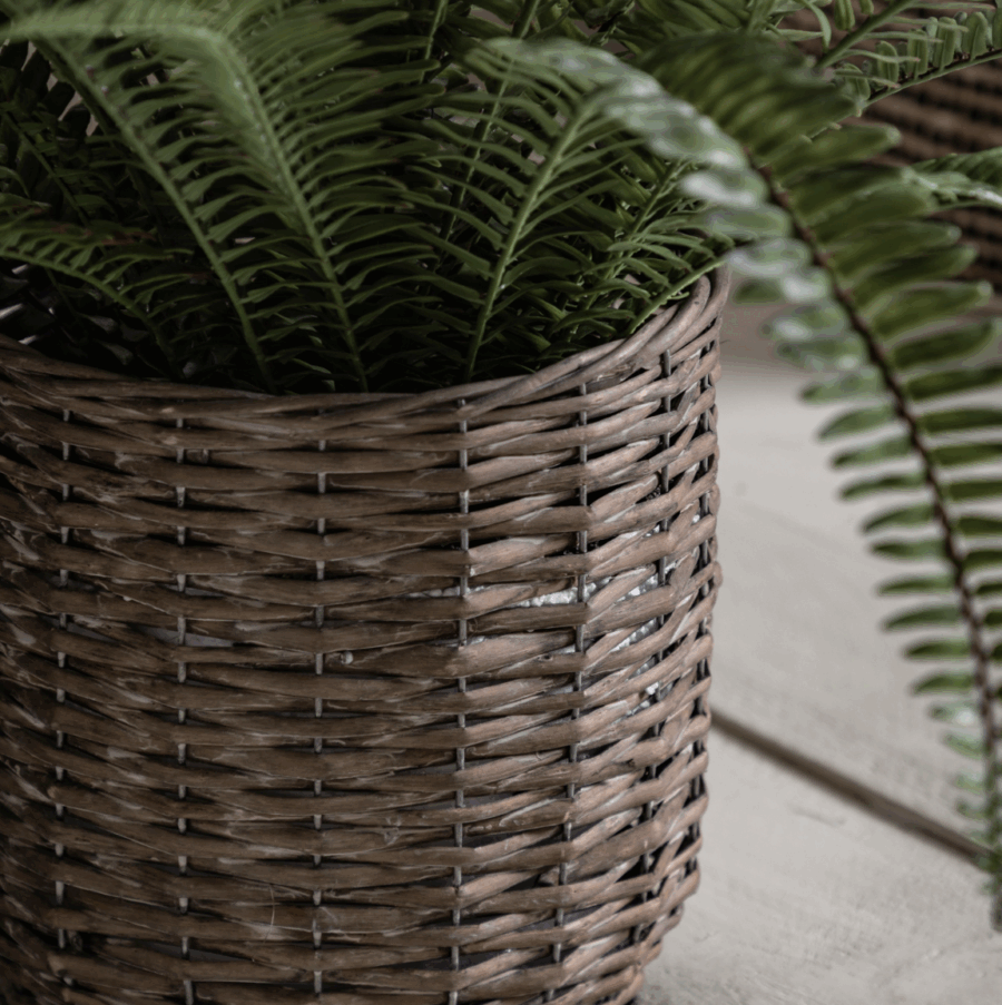 potted fern plant