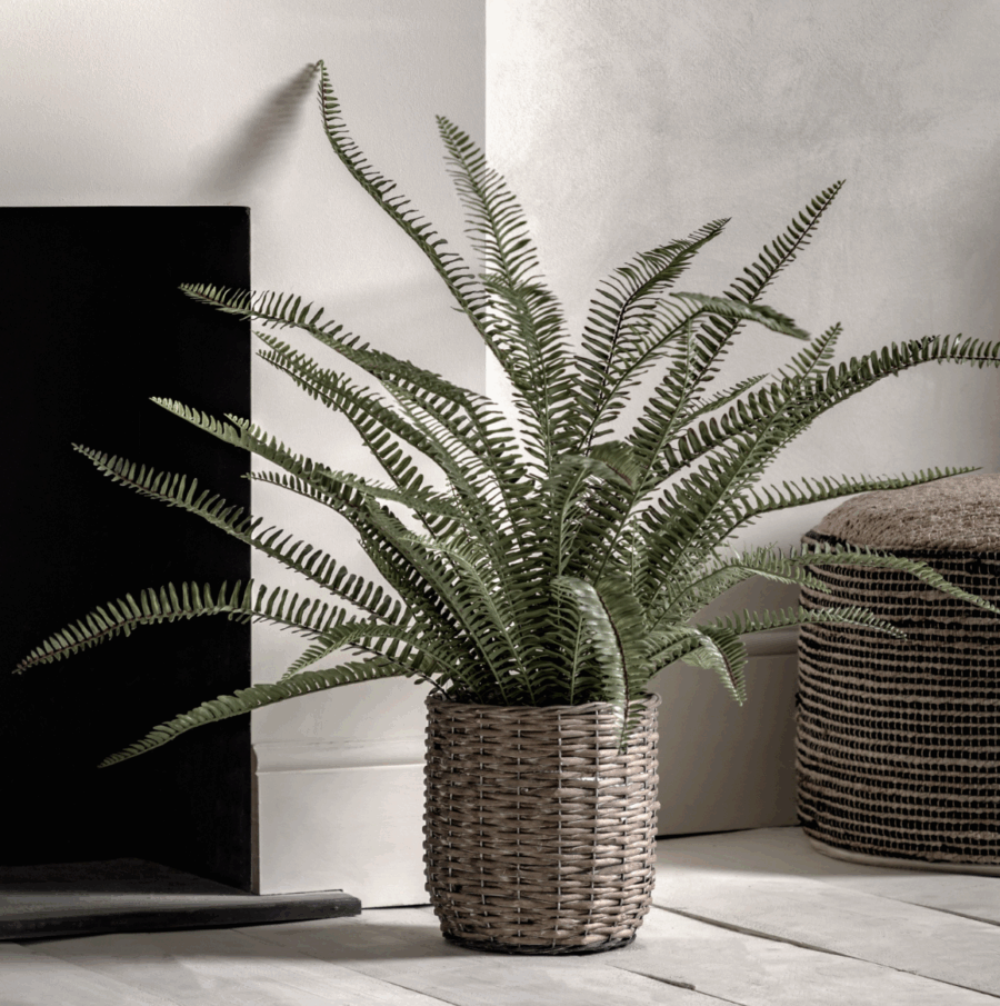 potted fern plant
