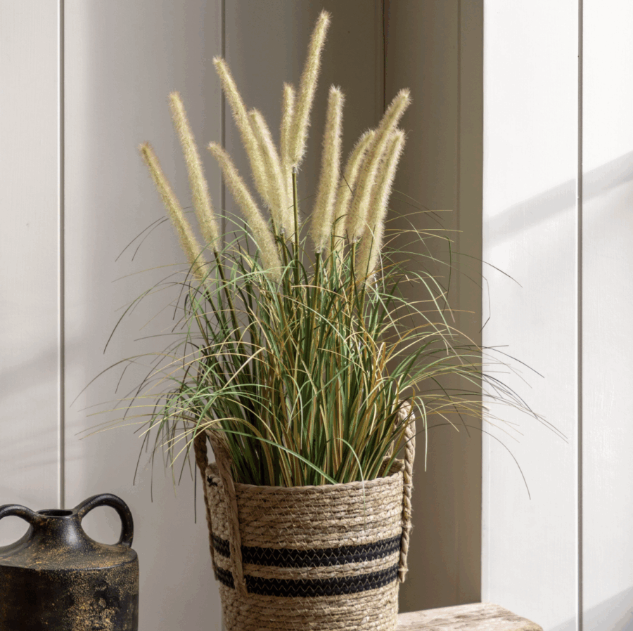 potted grass with cattail seed heads