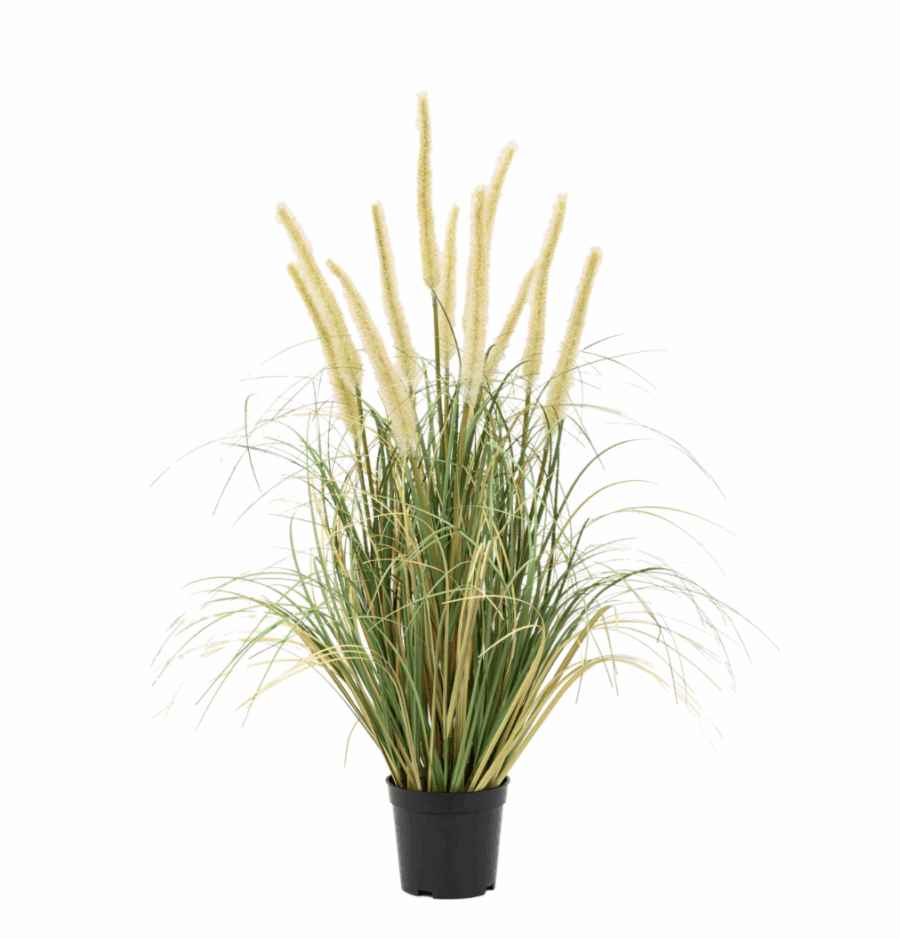 potted grass with cattail seed heads