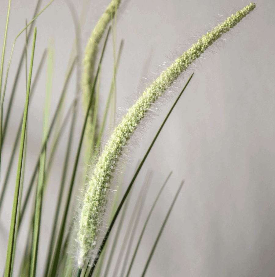 potted grass with feathered wildflower