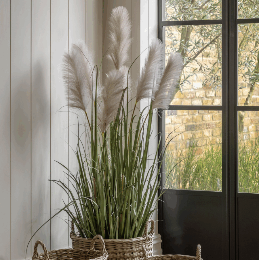 potted grass with pampas seed heads