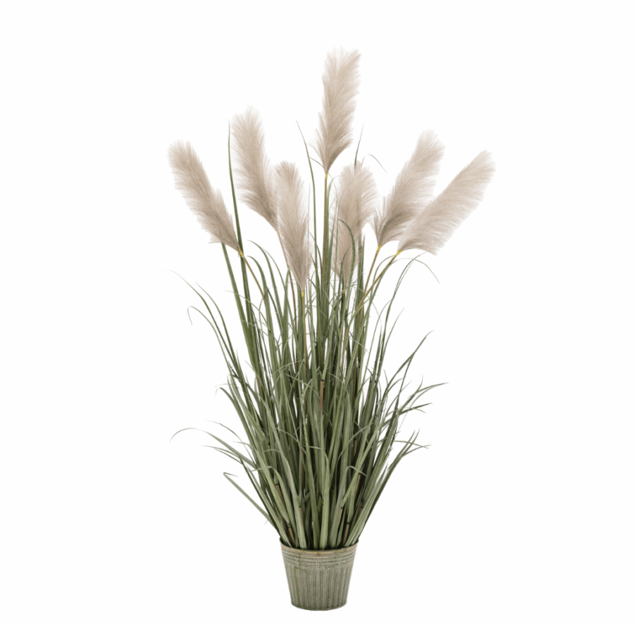 potted grass with pampas seed heads