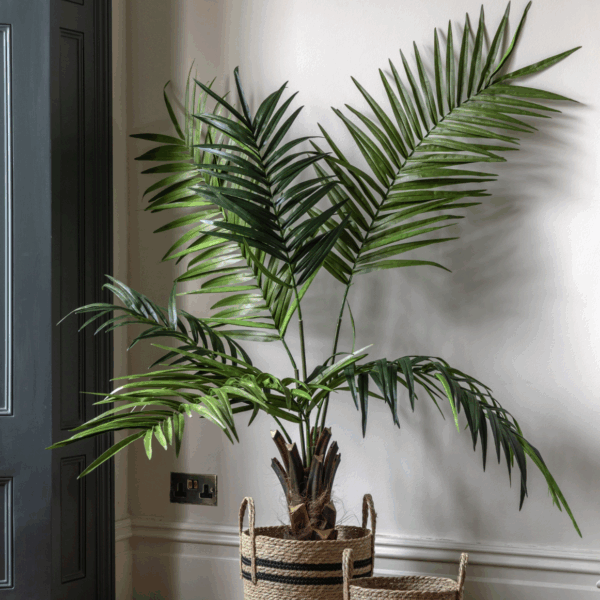 potted king kentia palm tree large