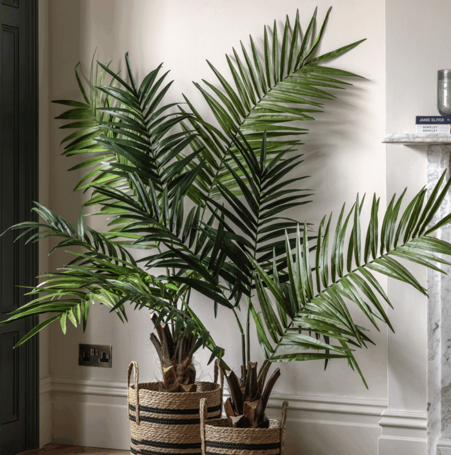 potted king kentia palm tree large