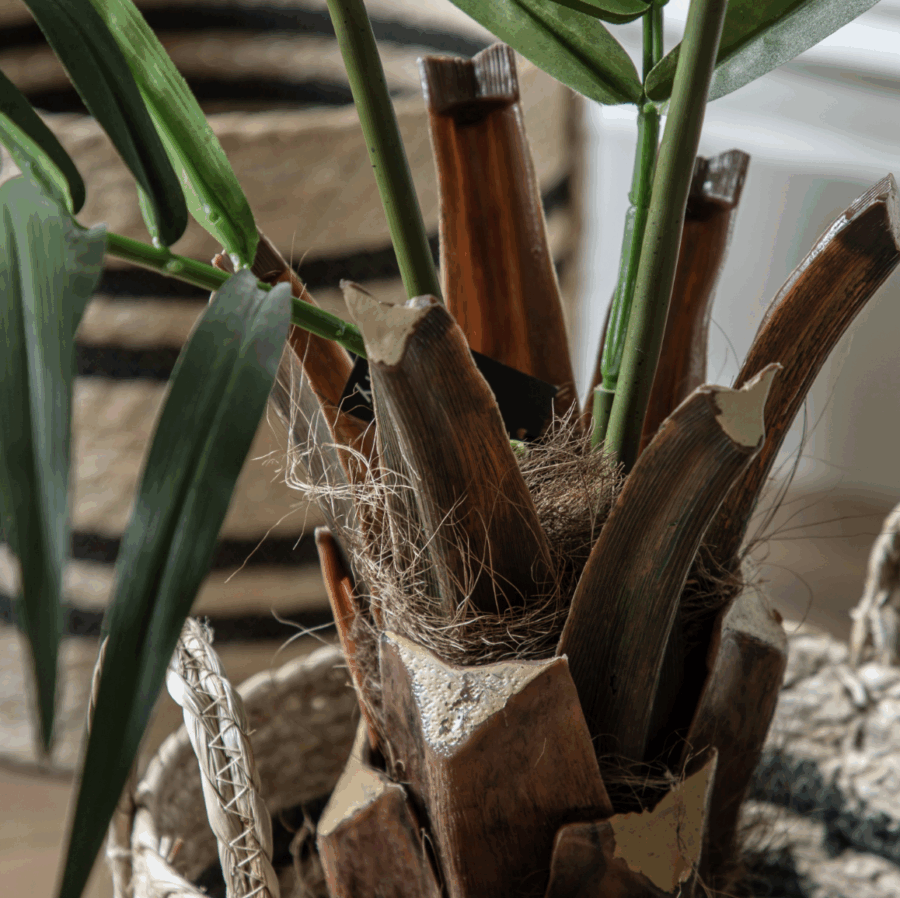 potted king kentia palm tree large