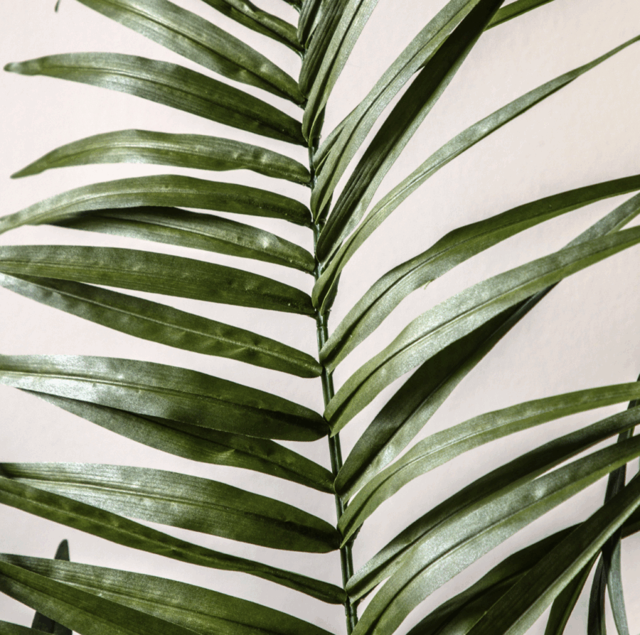 potted king kentia palm tree large