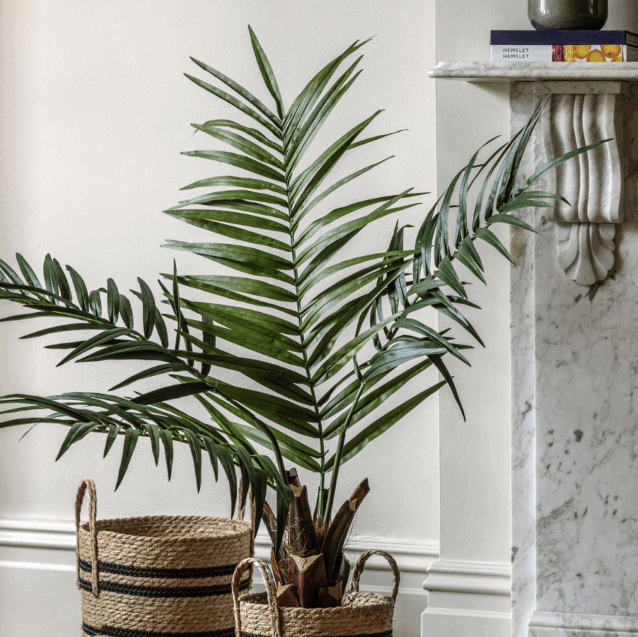 potted king kentia palm tree small