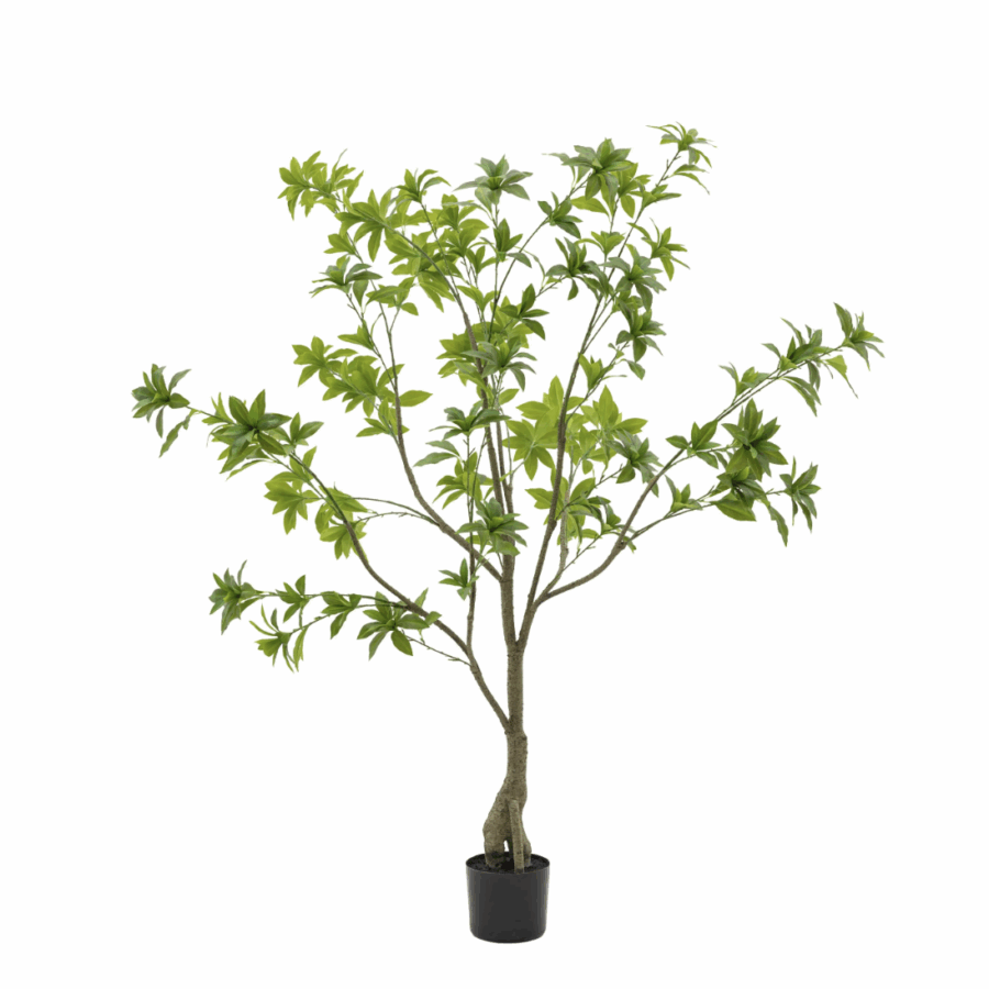 potted king kentia palm tree small (copy)