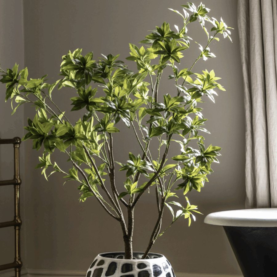 potted king kentia palm tree small (copy)