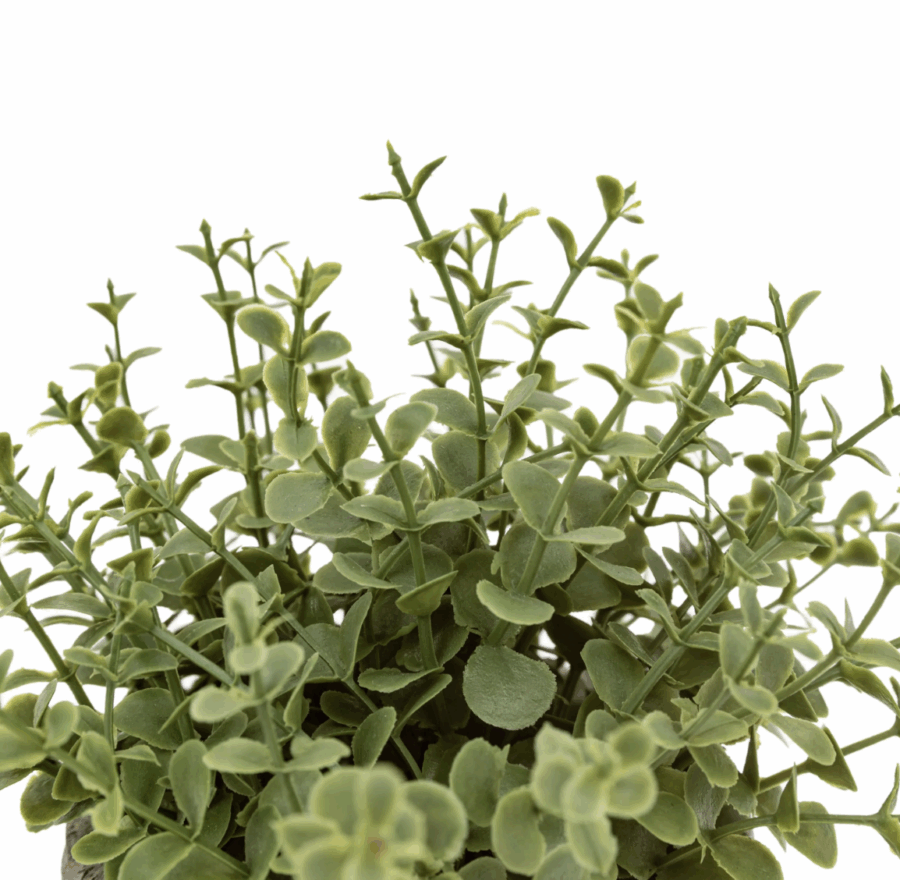 potted plant ceramic scratch pot rosemary set of 2